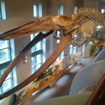 Whale Bones at the NC Natural Sciences Museum